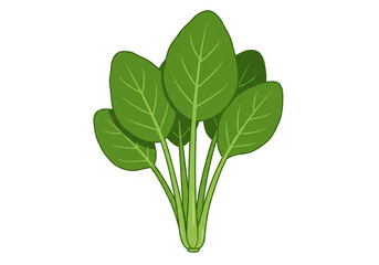 Illustration of a bunch of fresh green spinach leaves with visible leaf veins on white background