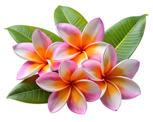 Fototapeta premium Vibrant plumeria flowers with pink and orange petals and green leaves on a transparent background