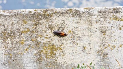 Big black madagascar cockroach crawling and running in natural habitat, insect wildlife documental footage, close up shot of cockroach climbing on the wall outdoors.