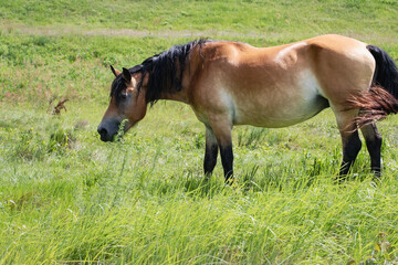 Fototapeta premium Majestic horse grazing peacefully in a lush green pasture under the bright sun