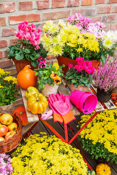 Autumn flower and fruit display on a terrace