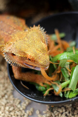 Close up photo of bearded dragon eating vegetables and worm, A detailed close-up of a bearded dragon agave lizard intently watching an insect and worm