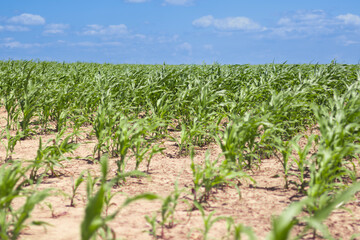 Vibrant corn in a serene landscape during springtime