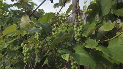 Green grapes growing on vines in a Romanian vineyard during the summer season - Powered by Adobe