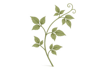 Thin light green vine with fine leaves and curl on transparent background