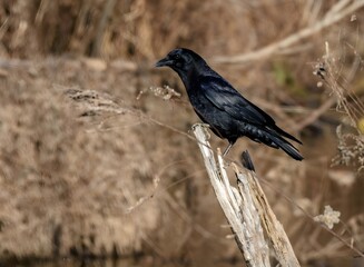American Crow on the ground