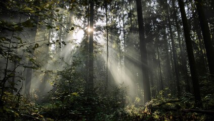 Fototapeta premium Sunlight piercing a misty forest
