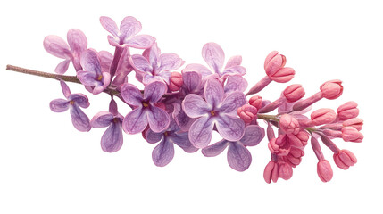 A vibrant purple flowers, intricately textured and naturally isolated on a white background, captures the essence of the fall season.