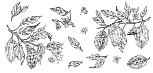 Cocoa plant set, clipart, collection of coca plant illustrations, herbs, botanical line illustration set, plant branch, leaves, flowers. Floral design for chocolate, cacao, healthy food, sweet, tasty