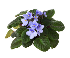 Violet flowers and leaves isolated on white or transparent background