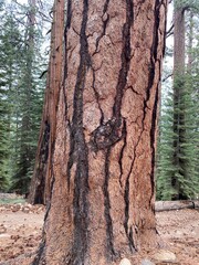Nature and trees landscape