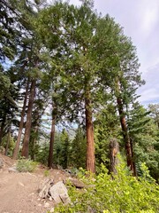 Nature and trees landscape