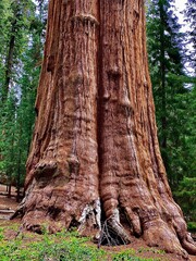 Nature and trees landscape
