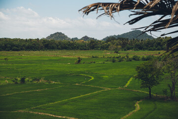 Palm leaves frame a vibrant scene of rice paddies, trees, and rolling hills under a cloudy sky, Sri...