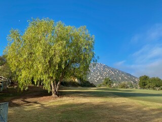 Nature and trees landscape