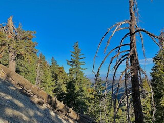 Fototapeta premium Nature and trees landscape