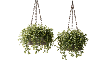 Two hanging planter baskets filled with small, light green foliage