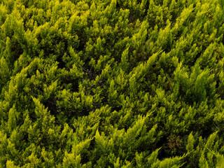 The leaves on the tree branch in the forest