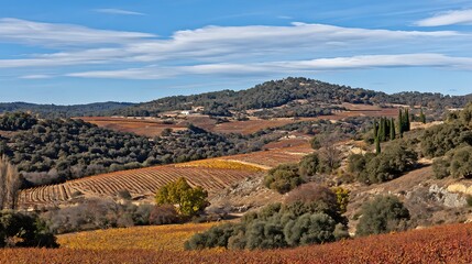 Autumn Vineyard Landscape with Rolling Hills and Blue Sky.