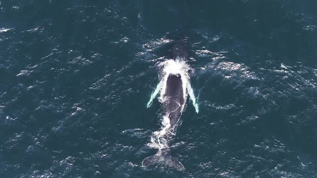Aerial view of a whale in deep blue ocean waters in Iceland, showing ripples, waves, and a distinct area of frothy water caused by whale activity.