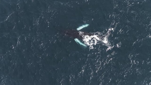 An aerial view captures a whale surfacing and creating splashes in clear blue ocean waters, with rippling waves highlighting its motion beneath the surface.
