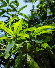 Obraz premium Bright green leaves bask in the sunlight, their veins clearly visible, creating a vibrant and lively scene of natural beauty.