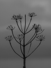 Lovely plants growing in the forest