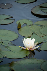 Serene White Lotus Flower Floating on a Calm Pond