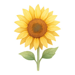 sunflower isolated on white