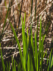 Beautiful green plants in the forest