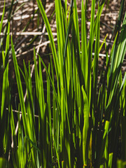 Beautiful green plants in the forest