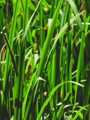 Beautiful green plants in the forest