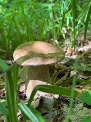 Boletus edulis mushroom in green grass nature background