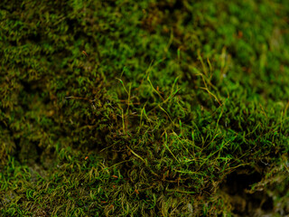 Green moss on the tree trunk