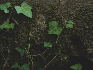 The leaves on the tree branch in the forest