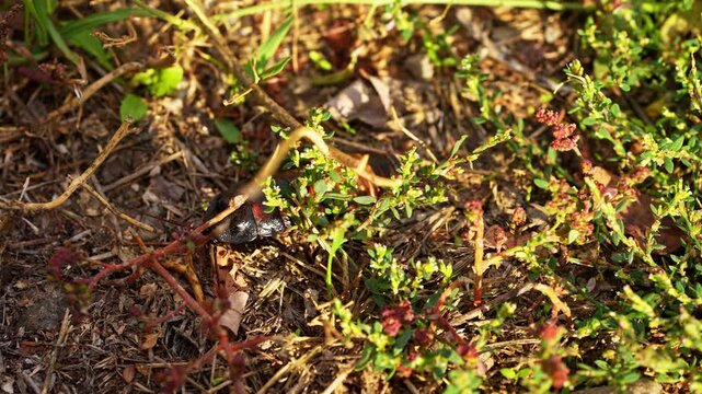 Big black madagascar cockroach crawling and running in natural habitat, insect wildlife documental footage, close up shot of cockroach crawling on the grass outdoors.