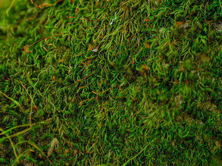 Green moss on the tree trunk