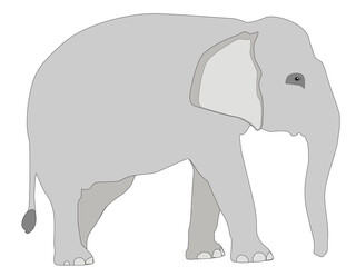 Elephant isolated on white background, profile view. Large African safari gray mammal standing cut out, side view. Big heavy grey pachyderm Asian elephant walking, vector flat design eps 10