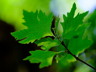 The leaves on the tree branch in the forest