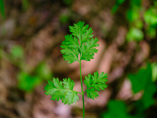 Lovely plants growing in the forest