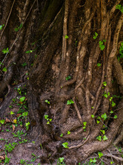 Lovely plants growing in the forest