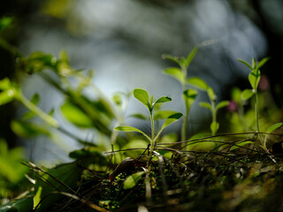 Lovely plants growing in the forest