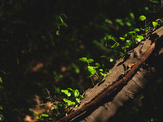 Beautiful plants on the tree branch