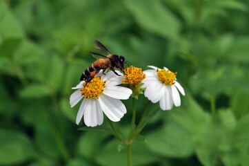 Obraz premium bee on a flower