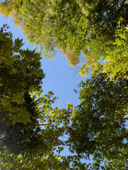 Beautiful trees in the forest