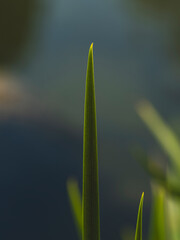 Beautiful green plants in the forest