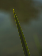 Beautiful green plants in the forest