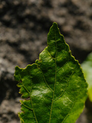 The leaves on the tree branch in the forest