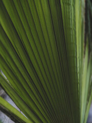 The leaves of the palm tree