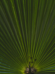 Fototapeta premium The leaves of the palm tree